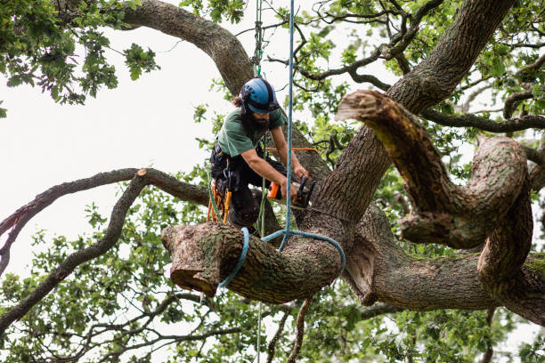 Best Root Management and Removal  in Alexandria, IN